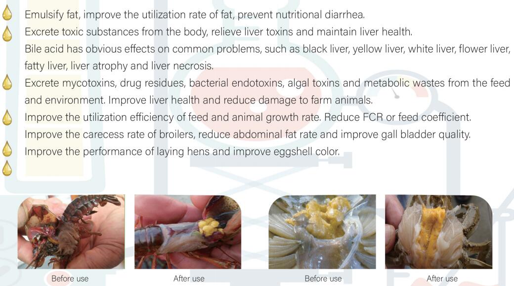 Bile Acid 30%