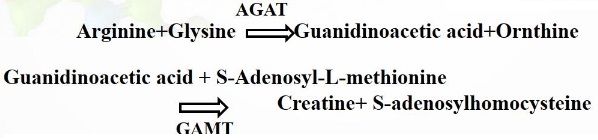 Guanidinoacetic acid (GAA) Guanidinoacetic acid (GAA)