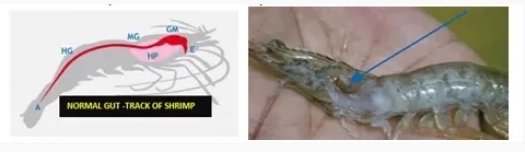 Importance of Feed Additive “Bile Acid” in Shrimp Nutrition Importance of Feed Additive “Bile Acid” in Shrimp Nutrition