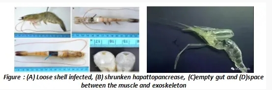 Importance of Feed Additive “Bile Acid” in Shrimp Nutrition Importance of Feed Additive “Bile Acid” in Shrimp Nutrition