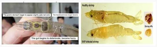 Importance of Feed Additive “Bile Acid” in Shrimp Nutrition Importance of Feed Additive “Bile Acid” in Shrimp Nutrition