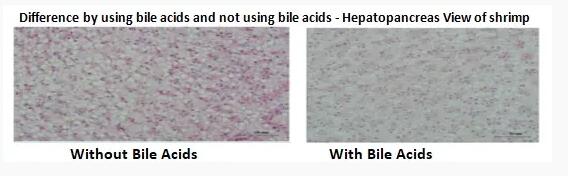 Importance of Feed Additive “Bile Acid” in Shrimp Nutrition Importance of Feed Additive “Bile Acid” in Shrimp Nutrition