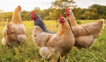 How to Treat Coccidiosis in Chickens