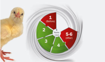 Why choose clopidol 25% among all anticoccidial premix?